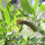 毛虫に刺されました(涙)毛虫皮膚炎をご存知ですか?